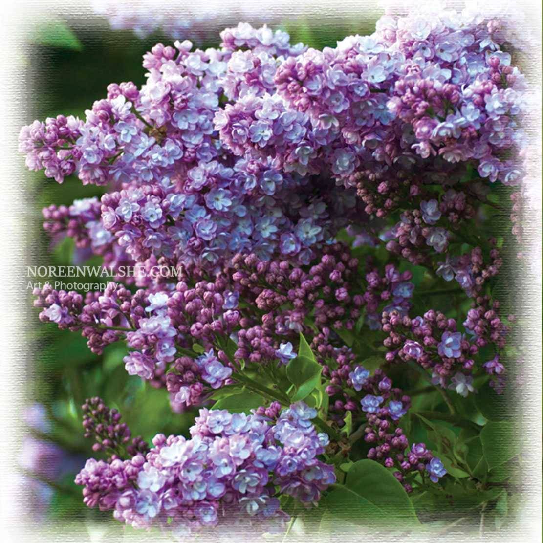 Lilac_1
