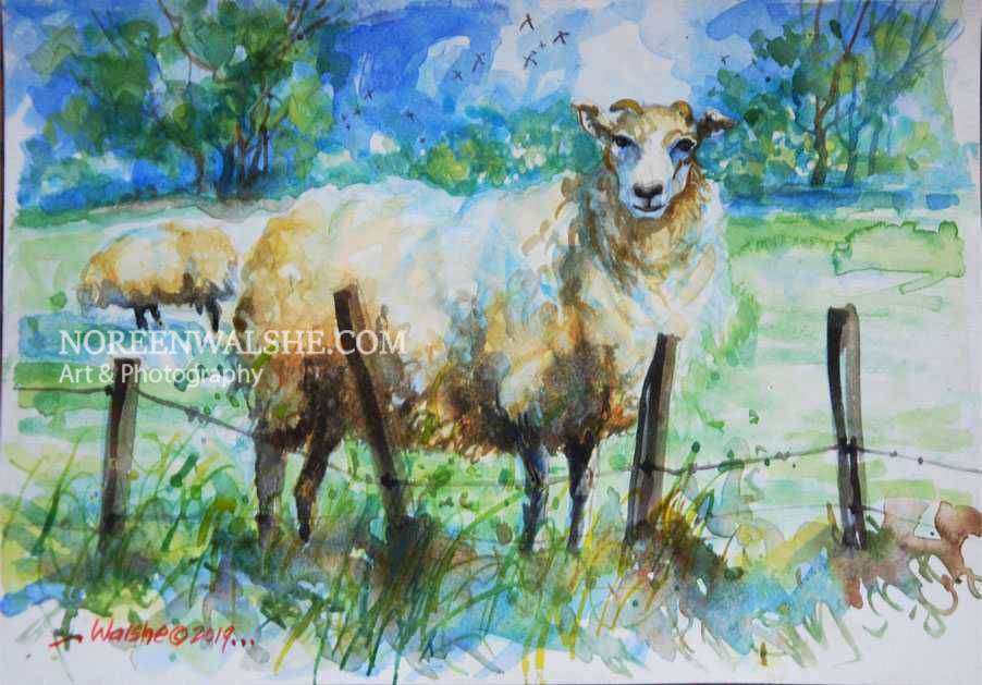 Sheep and Fence - Tara