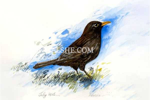 Blackbird